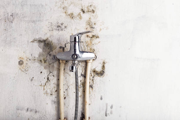 Best Mold Damage Repair  in Slippery Rock University, PA