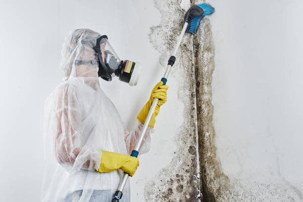 Best Office Mold Removal Services  in Slippery Rock University, PA