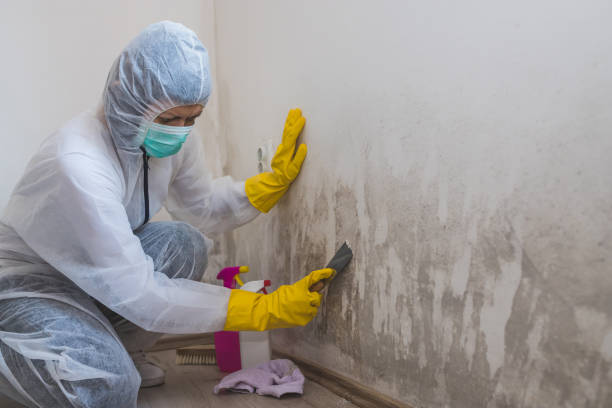 Best Best Mold Removal Companies  in Slippery Rock University, PA