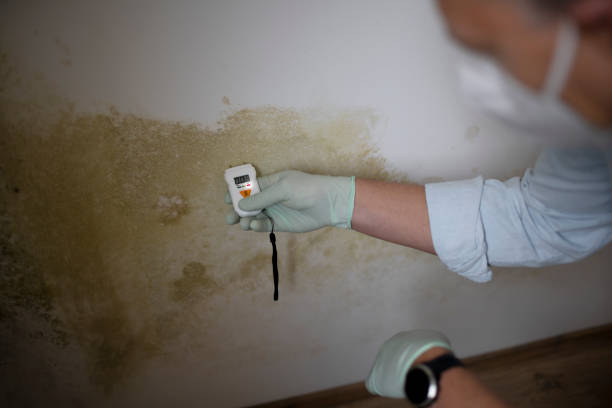 Best Affordable Mold Removal  in Slippery Rock University, PA