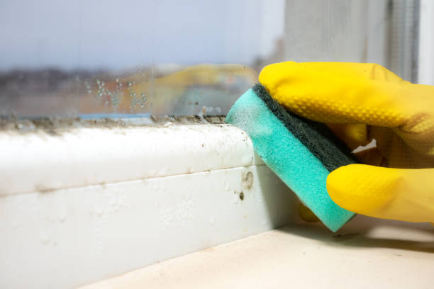 Home Mold Removal in Slippery Rock University, PA
