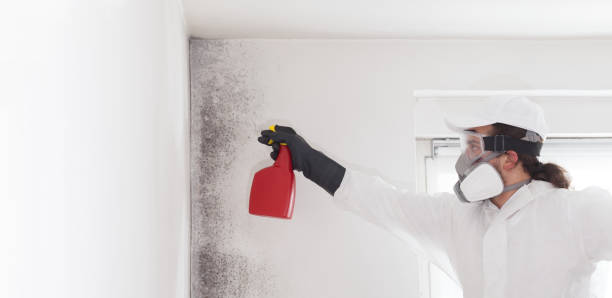 Best Fast Mold Removal  in Slippery Rock University, PA