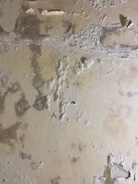 Best Mold Removal Near Me  in Slippery Rock University, PA