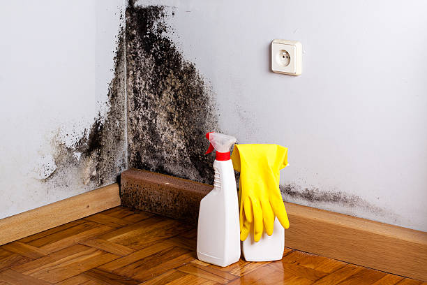 Reliable Slippery Rock University, PA Mold Removal Solutions